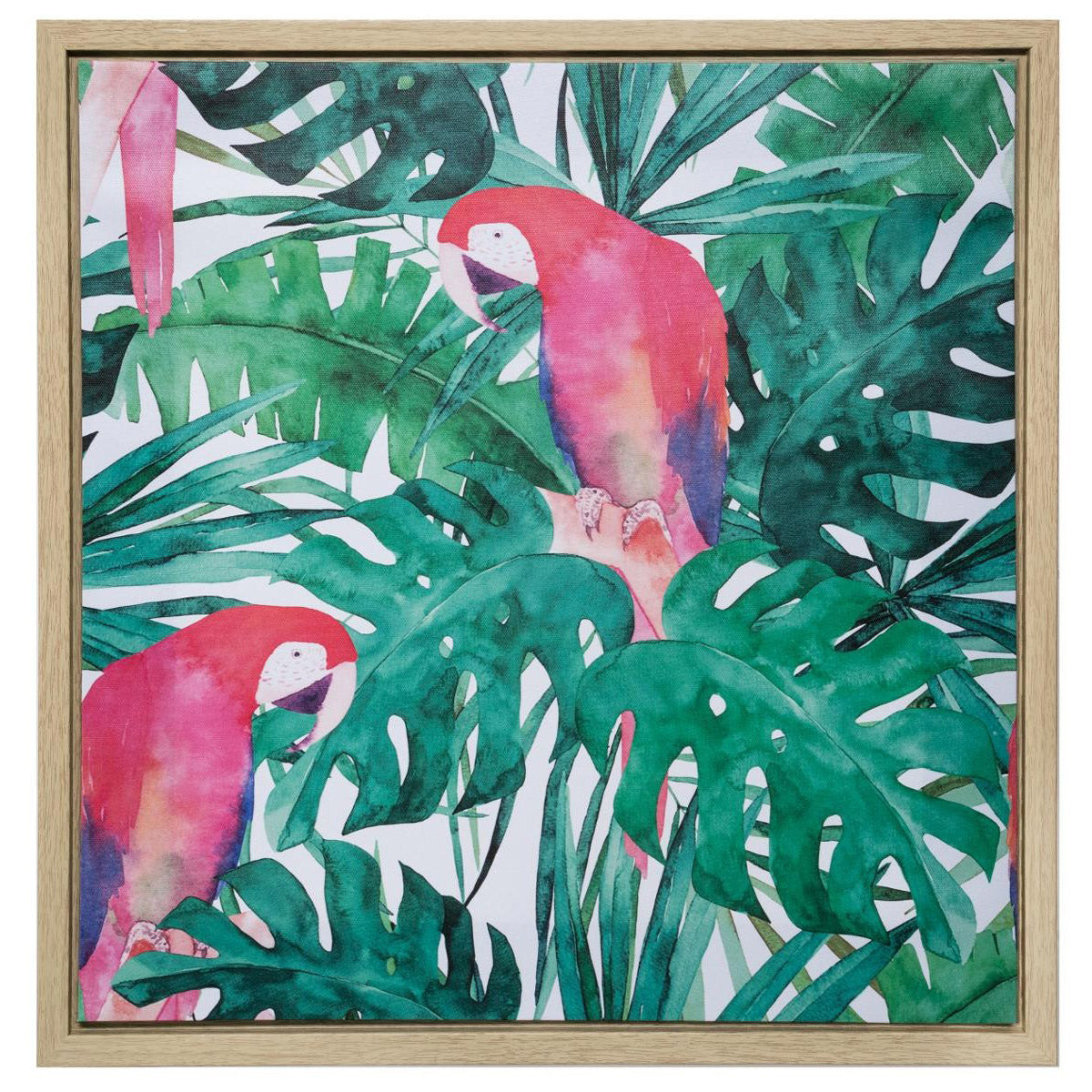 Toile cadre bois perroquet 50x50
